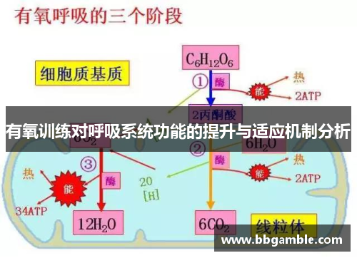 有氧训练对呼吸系统功能的提升与适应机制分析